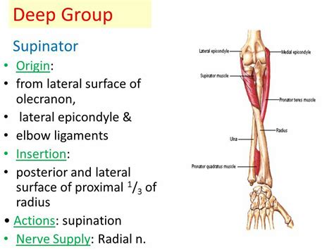 Supinator... Note: Biceps is the Main "supinator" | Muscle anatomy, Human body anatomy, Body anatomy