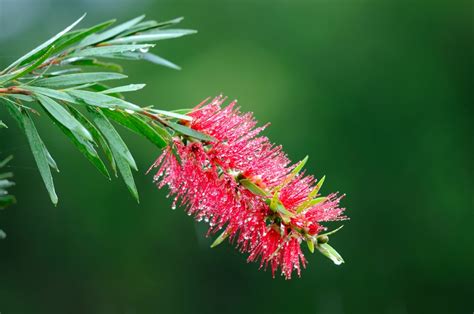 4 Reasons Why Bottle Brush Tree Looks Dead Farmer Grows