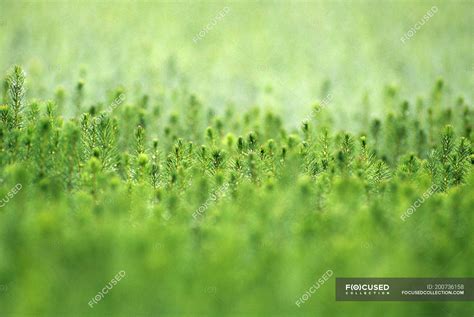 Spruce tree seedlings in nursery, close-up — spruces, growth - Stock Photo | #200736158