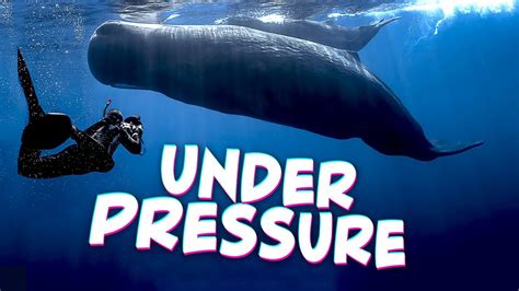 Under Pressure How Whales Conquer CRUSHING Depths YouTube