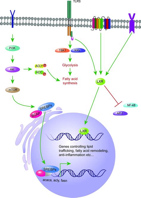 Regulation Of Fatty Acid Synthesis In Immune Cells Qian