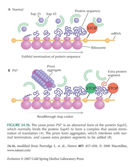 Prion Protein