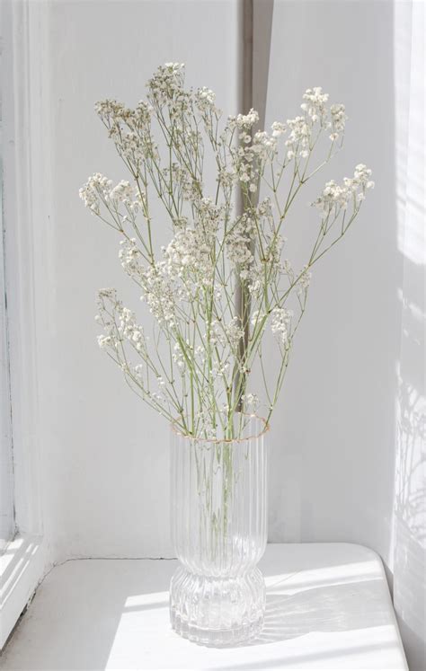 Bukiet Gips Wka Yszczec Suszone Kwiaty Suchoro L Gypsophila