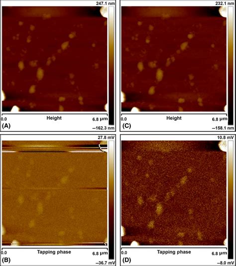 Magnetic Force Microscopy Mfm Image Of Femon A And C Are The