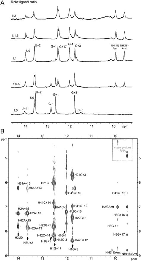 A Imino Region Of The Nmr Spectra Of Wt Tau Rna Alone And In The