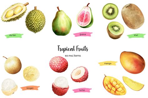 Watercolor Tropical Fruit Clipart Exotic Fruits Clipart Png By