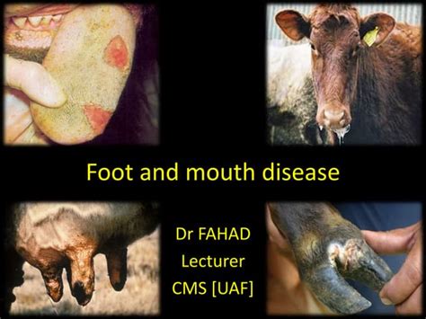 Foot and mouth disease | PPT