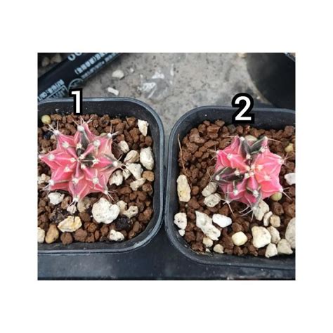 Jual Kaktus Gymnocalycium Gymno Milo Starfire Shopee Indonesia