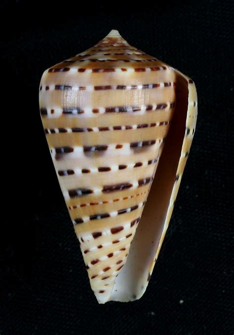 Real Monstrosities: Cone Snail