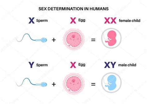 Determinación Del Sexo En Humanos Desarrollo De Las Características