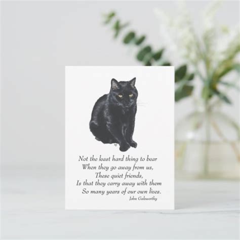 Black Cat Rainbow Bridge Postcard Zazzle