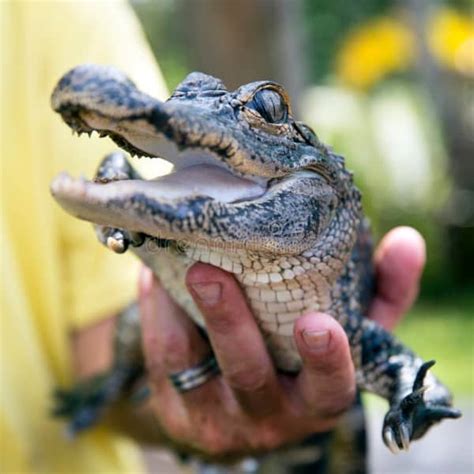 10 Cold-Blooded Animals List: Explain Facts with Pictures