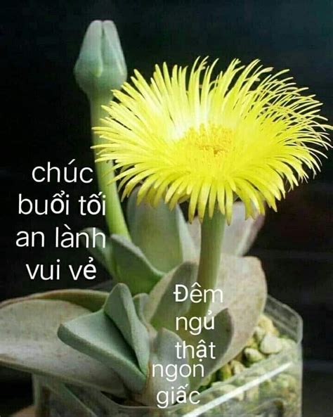 Pin van Huyen Dinh op Lưu nhanh