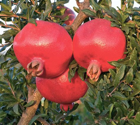 Купить саженцы Гранат Восточный в питомнике. Для сорта Гранат Восточный ...