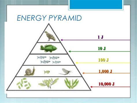 Food webs and trophic levels