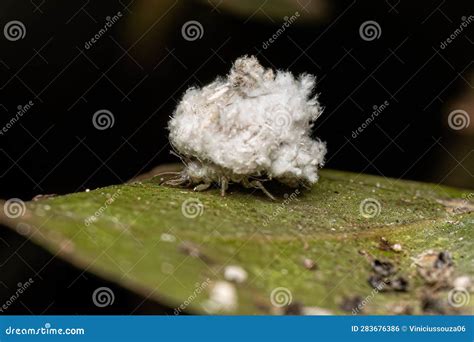 Green Lacewing Larva stock photo. Image of predator - 283676386