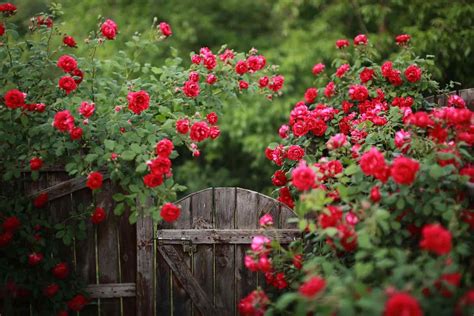 Flower Rose Varieties - Minneopa Orchards