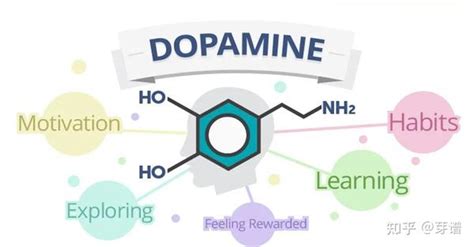 越熬夜越兴奋，其实是多巴胺的狂欢 知乎