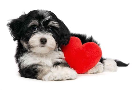 Valentine Dog Wallpapers Top Free Valentine Dog Backgrounds