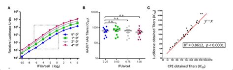 Figure Establishment Of An Hadvv Luc Based Neutralization Assay A