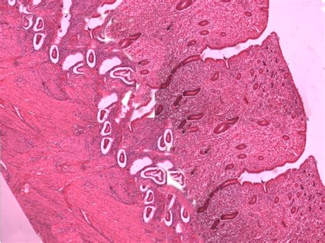 Uterus Histology Labeled Drawing