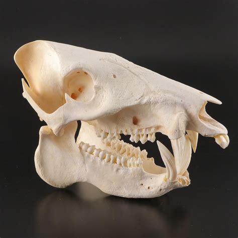 Taxidermy Javelina or Peccary Skull With Tusks | EBTH