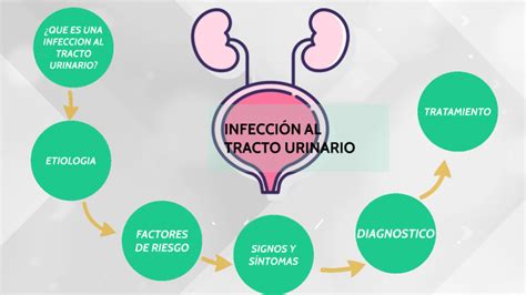 INFECCION TRACTO URINARIO By Carolina Ramirez Palomera On Prezi