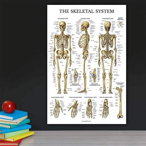 Skeletal System Anatomical Chart Laminated Human Skeleton Anatomy Poster 18x27 4061569466