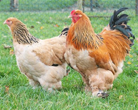 Brahma Fauve Hermin E Noire Levage De Coq Et Poule De Race