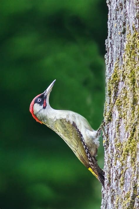 Bird Green Woodpecker Free Photo On Pixabay Pixabay