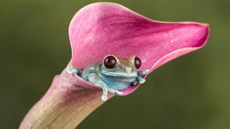 Closeup View Of Frog On A Pink Calla Lily In Green Blur Background 4k