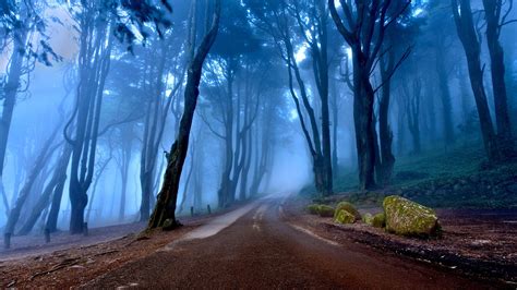 Misty Forest Road Wallpapers - Wallpaper Cave