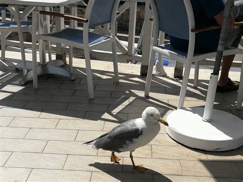 Ohne Scheu LABRANDA Les Dunes d Or Agadir HolidayCheck Großraum