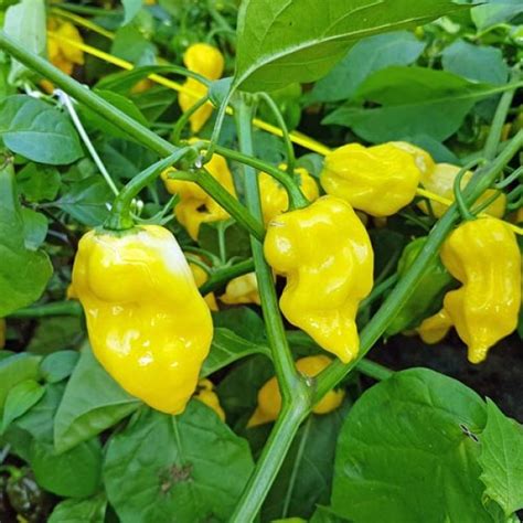 Order Habanero Hot Lemon Chili Seeds online - chili-shop24.de