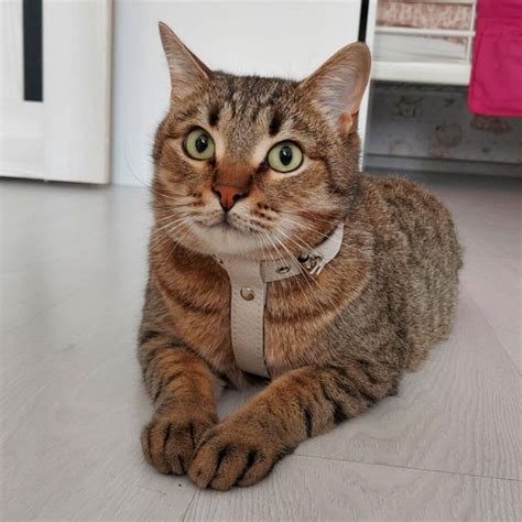 Cat Harness Etsy