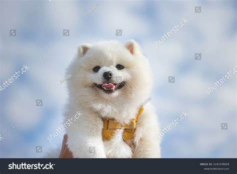 Happy Adorable Fluffy White Pomeranian Puppy Stock Photo 2193378029 | Shutterstock