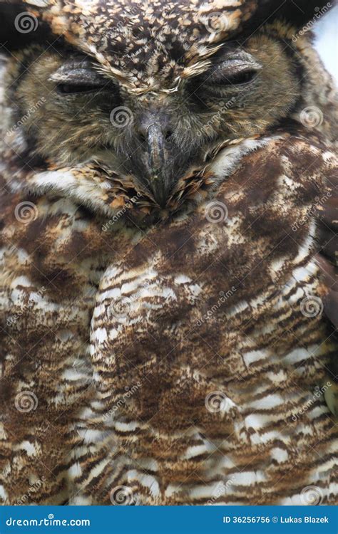 South American Horned Owl Royalty Free Stock Image Image 36256756