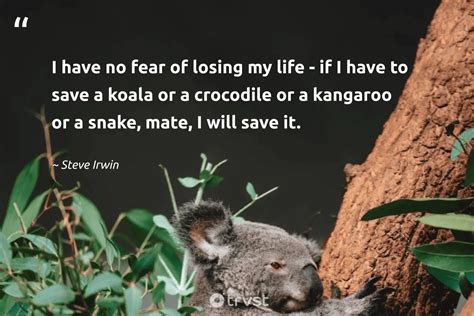 15 Koala Quotes About The Sleepy Marsupials