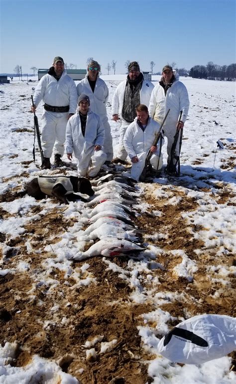 Guided Snow Geese Hunts Trophy Guided Duck And Goose Hunts Pennsylvania Geese At Your Feet