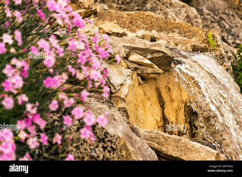 Beautiful flowers in front of a small waterfall in a stone garden ...