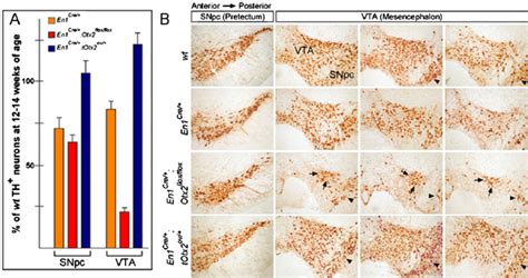 Lack Or Mild Over Expression Of Otx In Mdda Progenitors Affects The