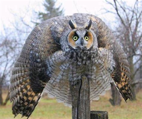 Hehe Turkey Owl Owl Funny Animals Animals