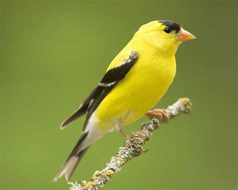 Art Lander’s Outdoors: The American Goldfinch, male turns bright yellow ...