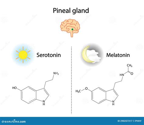 Pineal Gland Hormones. Serotonin And Melatonin. Vector Illustration. | CartoonDealer.com #290257317