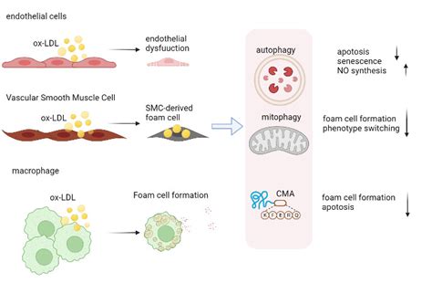 Impact Of Cell Specific Autophagy On The Atherosclerotic Plaque