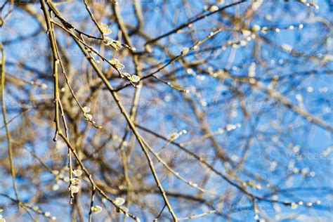 Twigs Of Pussy Willow Tree With Catkins In Spring Stock Photo At Vecteezy