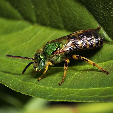 Metallic Green Sweat Bee Agapostemon Sericeus ♂ Dann Thombs Flickr