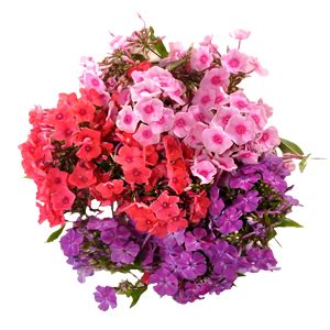 Купить флоксы многолетние в Нур-Султане, доставка почтой по Казахстану ...