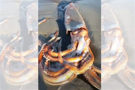 Rare Giant Squid Found Alive On Western Cape Beach In South Africa