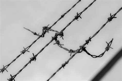 Stacheldraht Geschossen Auf Schwarzem Stockfoto Bild Von Barbed